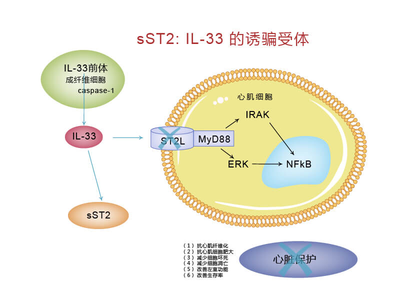 ST2L/IL-33信號通路與sST2的關(guān)系