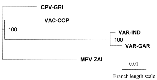 MPV、VAR、CPV、VAC末端可變基因組序列系統(tǒng)發(fā)育樹分析