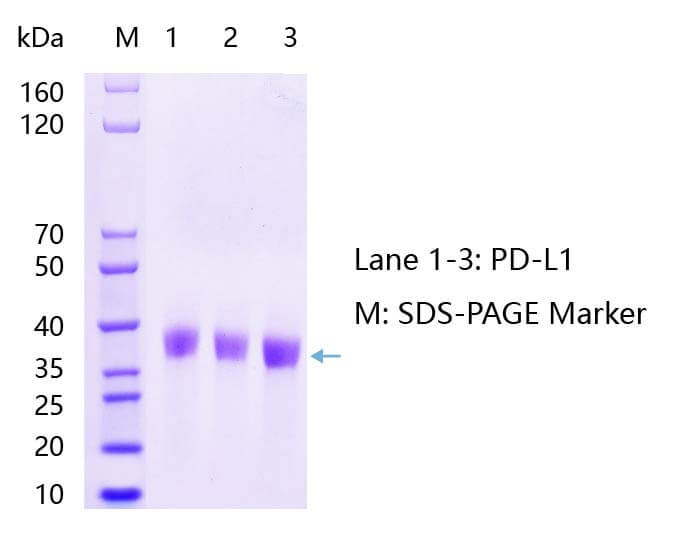 PD-L1蛋白SDS-PAGE結果